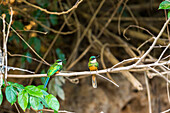 Ein brütendes Paar Grünschwanz-Jacamare ruht sich gemeinsam an einem Fluss im brasilianischen Pantanal aus