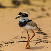 Brazil. A juvenile pied lapwing (Vanellus cayanus) along the banks of a river in the Pantanal, the world's largest tropical wetland area, UNESCO World Heritage Site.