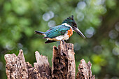 Brasilien. Ein Grüner Eisvogel (Cloroceryle Americana), der häufig im Pantanal, dem größten tropischen Feuchtgebiet der Welt, anzutreffen ist, UNESCO-Weltnaturerbe.