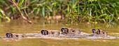 Brazil. Capybaras (Hydrochoerus hydrochaeris) are rodents commonly found in the Pantanal, the world's largest tropical wetland area, UNESCO World Heritage Site.