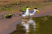 Brazil. A group of large-billed terns (Phaetusa simplex) wades along the banks of a river in the Pantanal, the world's largest tropical wetland area, UNESCO World Heritage Site.