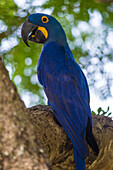 Brasilien. Hyazinth-Ara (Anodorhynchus hyacinthinus), eine gefährdete Papageienart, im Pantanal, dem größten tropischen Feuchtgebiet der Welt, UNESCO-Welterbestätte.