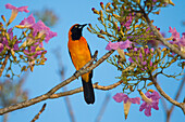 Brasilien. Ein Orangerücken-Troupial (Icterus croconotus) erntet die Blüten eines rosa Trompetenbaums (Tabebuia impetiginosa) im Pantanal, dem größten tropischen Feuchtgebiet der Welt, UNESCO-Weltnaturerbe.