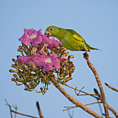 Brazil. A yellow-Chevroned parakeet (Brotogeris chiriri) harvesting the blossoms of a pink trumpet tree (Tabebuia impetiginosa) in the Pantanal, the world's largest tropical wetland area, UNESCO World Heritage Site.