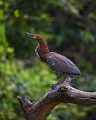 Brazil. A Rufescent tiger heron (Tigrisoma lineatum) perches on a branch in the Pantanal, the world's largest tropical wetland area, UNESCO World Heritage Site.