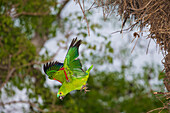 Brazil. A blue-fronted parrot (Amazona aestiva) dives from the nest in the Pantanal, the world's largest tropical wetland area, UNESCO World Heritage Site.