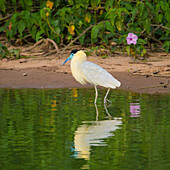 Brazil. A capped heron (Pilherodius pileatus) wades along a lakeshore in the Pantanal, the world's largest tropical wetland area, UNESCO World Heritage Site.