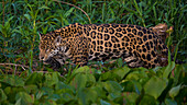 Brasilien. Ein Jaguar (Panthera onca), ein Spitzenraubtier, spaziert am Ufer eines Flusses im Pantanal, dem größten tropischen Feuchtgebiet der Welt, UNESCO-Welterbestätte, entlang.