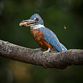 Brasilien. Ein Amazonas-Eisvogel (Chloroceryle amazona) mit einem kleinen gefangenen Fisch im Pantanal, dem größten tropischen Feuchtgebiet der Welt, UNESCO-Welterbestätte.