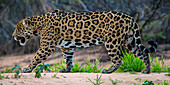 Brasilien. Ein Jaguar (Panthera onca), ein Spitzenraubtier, spaziert am Ufer eines Flusses im Pantanal, dem größten tropischen Feuchtgebiet der Welt, UNESCO-Weltnaturerbe, entlang.