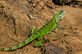 Brasilien. Ein grüner Leguan (Iguana iguana) im Pantanal, dem größten tropischen Feuchtgebiet der Welt, UNESCO-Weltnaturerbe.