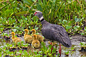 Brazil. A Southern Screamer (Chauna torquata) and several chicks is commonly found in the Pantanal, the world's largest tropical wetland area, UNESCO World Heritage Site.