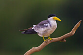 Brazil. A Large-billed tern (Phaetusa simplex) is commonly found in the Pantanal, the world's largest tropical wetland area, UNESCO World Heritage Site.