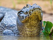 Brasilien. Ein Brillenkaiman (Caiman crocodilus), der im Pantanal, dem größten tropischen Feuchtgebiet der Welt, vorkommt, UNESCO-Welterbe.