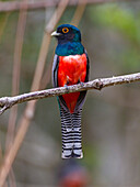 Brasilien. Ein Blauscheiteltrogon (Trogon curucui), der häufig im Pantanal vorkommt, dem größten tropischen Feuchtgebiet der Welt, UNESCO-Welterbestätte.