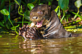 Brasilien. Der Riesenflussotter (Pteronura brasiliensis) kommt in den langsam fließenden Flüssen des Pantanal vor, dem größten tropischen Feuchtgebiet der Welt, das zum UNESCO-Weltnaturerbe gehört.