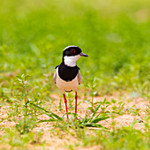 Brazil. A pied lapwing (Vanellus cayanus) along the banks of a river in the Pantanal, the world's largest tropical wetland area, UNESCO World Heritage Site.