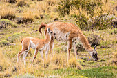 Chile, Patagonien. Ausgewachsenes Guanako und Baby