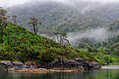 Chile, Patagonien, Seengebiet, Pumalin-Nationalpark. Valdivianischer Regenwald und Morgennebel am Estero Renihue.
