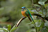 Weiblicher Langschwanzsylphe, Ecuador.