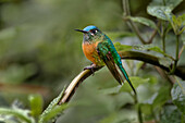 Female Long-tailed sylph, Ecuador.