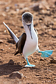 Ecuador, Galapagos Islands, North Seymour Island, blue-footed booby, (Sula nebouxii excisa). Blue-footed booby displaying.
