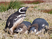 Magellanpinguin (Spheniscus magellanicus) im Bau mit halbwüchsigen Küken. Falklandinseln