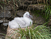 Black-browed Albatross (Thalassarche melanophrys) or Mollymawk, chick on tower shaped nest. Falkland Islands