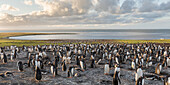 Gentoo Penguin (Pygoscelis Papua) Falkland Islands. Colony.