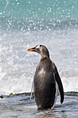 Eselspinguin (Pygoscelis Papua) Falklandinseln.