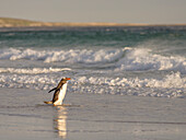 Gentoo Penguin (Pygoscelis Papua) Falkland Islands.