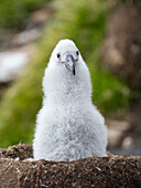 Black-browed albatross chick on tower-shaped nest, Falkland Islands.