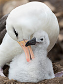 Adult and chick on tower-shaped nest. Black-browed albatross, Falkland Islands.