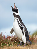 Magellanpinguin, Falklandinseln.