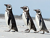 Magellanpinguin, Falklandinseln.