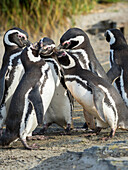 Magellanpinguin soziale Interaktion und Verhalten in einer Gruppe, Falklandinseln.