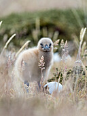 Falkland Skua chick, Falkland Islands.