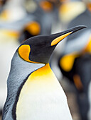 King Penguin, Falkland Islands.