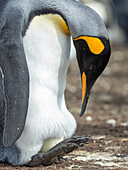 Ein Ei wird von einem erwachsenen Königspinguin bebrütet, während er auf den Füßen balanciert, Falklandinseln.