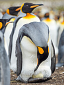 Ei wird von einem erwachsenen Königspinguin bebrütet, während er auf den Füßen balanciert, Falklandinseln.