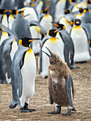 Königspinguin füttert ein Küken mit braunem Gefieder, Falklandinseln.