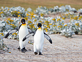 Königspinguin, Falklandinseln.