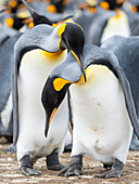 King Penguin courtship display, Falkland Islands.
