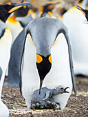 King Penguin chick begging for food while resting on the feet of a parent, Falkland Islands.
