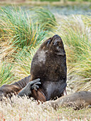 Bull and female South American sea lion in tussock belt, Falkland Islands.