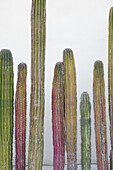 Colorful cactus. Cabo San Lucas, Mexico.
