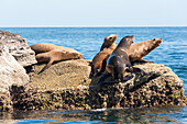 Mexico, Baja California Sur. Isla Coronado, California Sea Lion colony haul out called La Lobera.