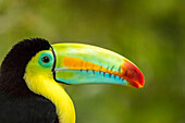 Central America, Costa Rica. Keel-billed toucan