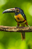 Mittelamerika, Costa Rica, Sarapiqui-Fluss-Tal. Halsband-Aracari-Vogel auf einer Gliedmaße