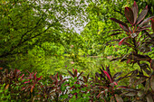 Central America, Costa Rica, Sarapiqui River Valley. Rain forest and pond scenic